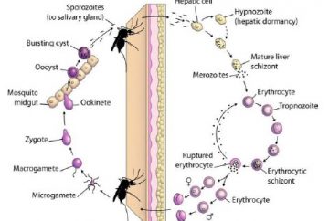 Detail Gambar Daur Hidup Plasmodium Nomer 13