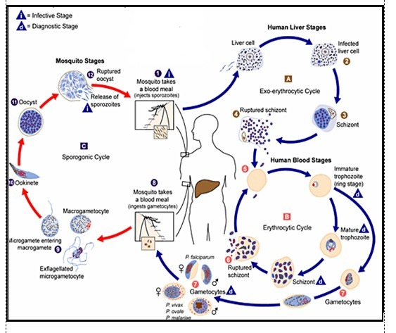 Detail Gambar Daur Hidup Plasmodium Nomer 14