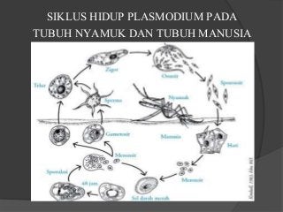 Detail Gambar Daur Hidup Plasmodium Nomer 20
