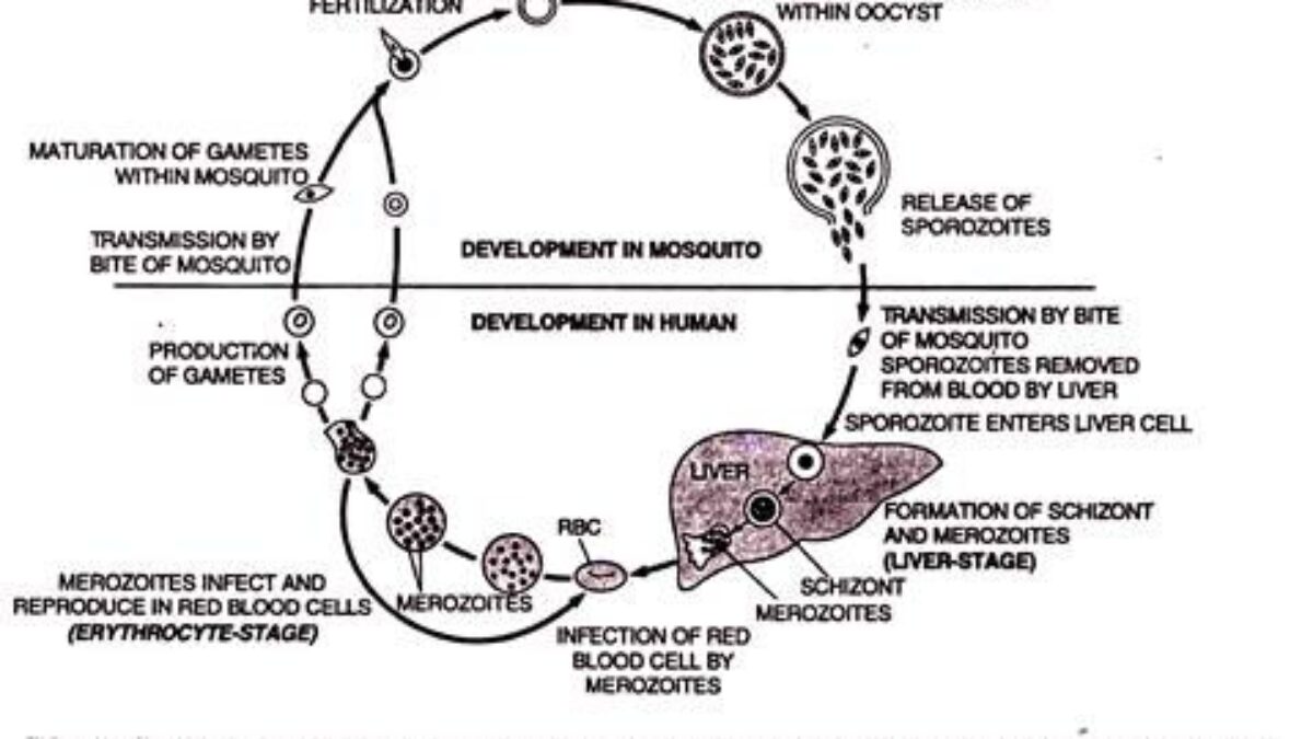 Detail Gambar Daur Hidup Plasmodium Nomer 21