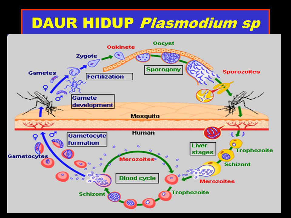 Detail Gambar Daur Hidup Plasmodium Nomer 25