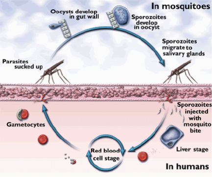 Detail Gambar Daur Hidup Plasmodium Nomer 26