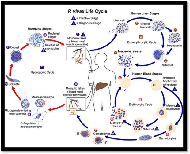 Detail Gambar Daur Hidup Plasmodium Nomer 27