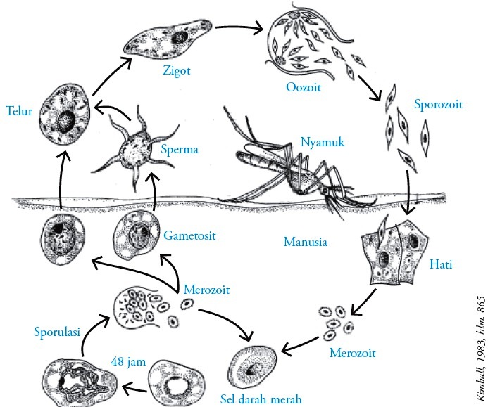 Detail Gambar Daur Hidup Plasmodium Nomer 4