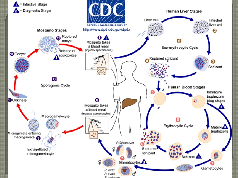 Detail Gambar Daur Hidup Plasmodium Nomer 31