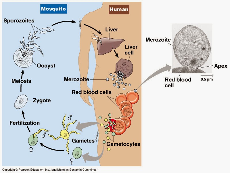 Detail Gambar Daur Hidup Plasmodium Nomer 33