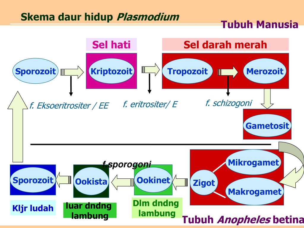 Detail Gambar Daur Hidup Plasmodium Nomer 35