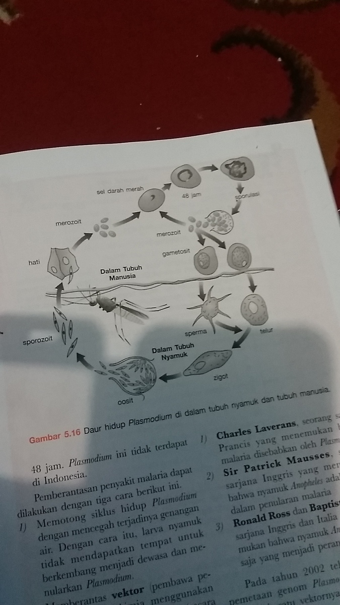 Detail Gambar Daur Hidup Plasmodium Nomer 37