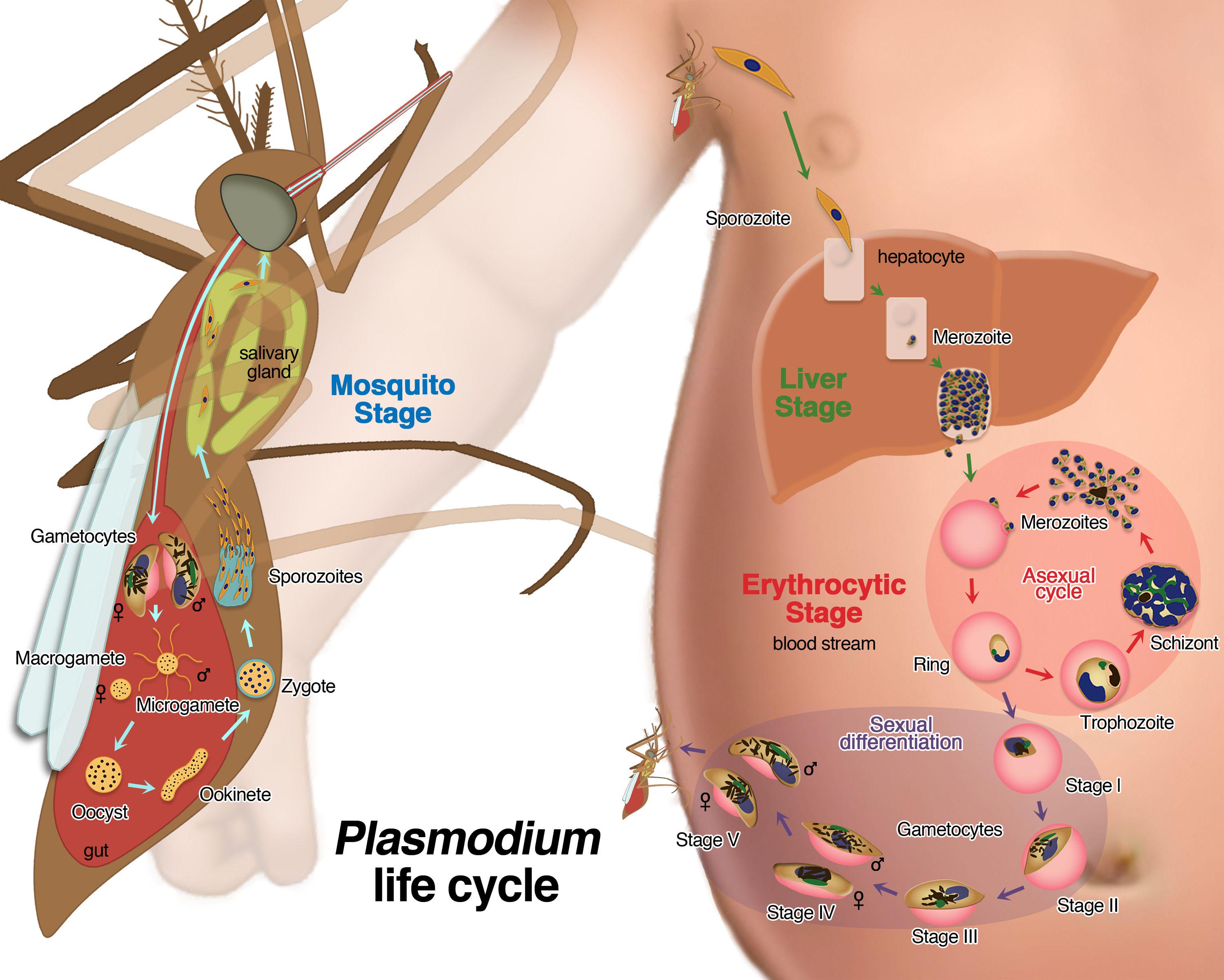 Detail Gambar Daur Hidup Plasmodium Nomer 38