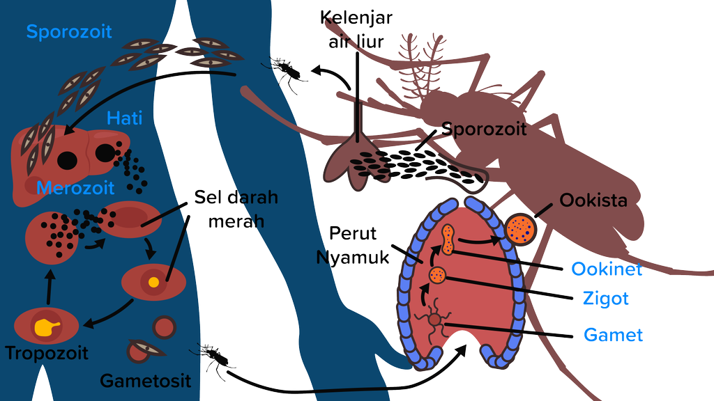 Detail Gambar Daur Hidup Plasmodium Nomer 42
