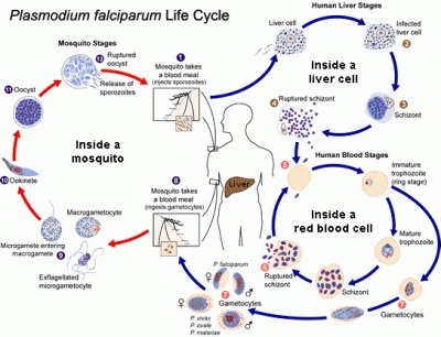 Detail Gambar Daur Hidup Plasmodium Nomer 7