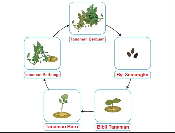 Detail Gambar Daur Hidup Pohon Semangka Nomer 12