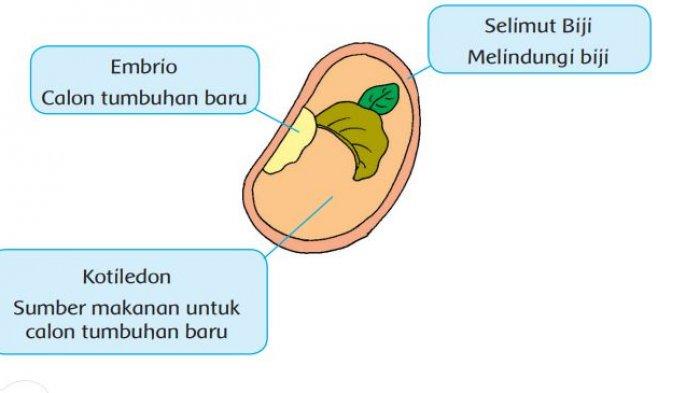 Detail Gambar Daur Hidup Pohon Semangka Nomer 15