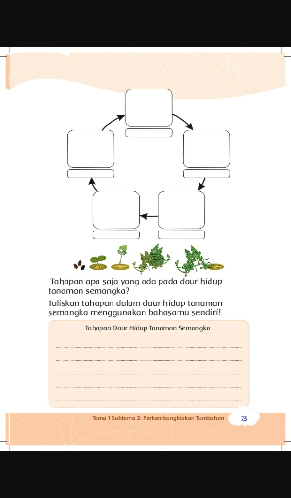 Detail Gambar Daur Hidup Pohon Semangka Nomer 18