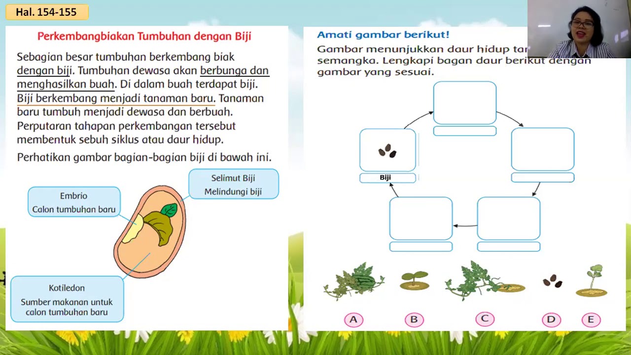 Detail Gambar Daur Hidup Pohon Semangka Nomer 36