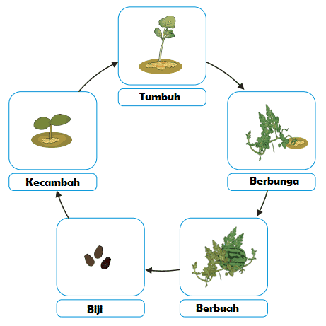 Detail Gambar Daur Hidup Pohon Semangka Nomer 4
