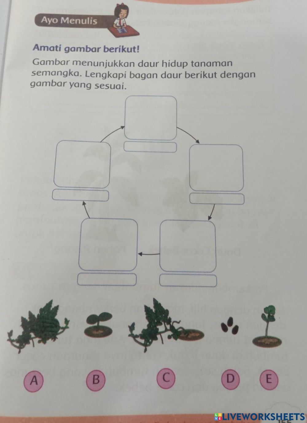 Detail Gambar Daur Hidup Pohon Semangka Nomer 42