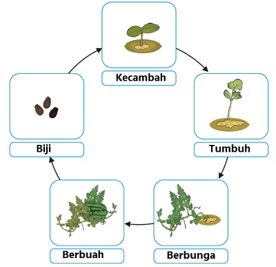 Gambar Daur Hidup Tumbuhan - KibrisPDR