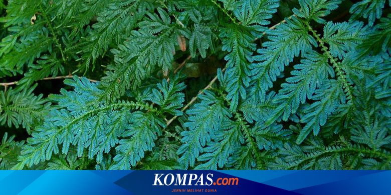 Detail Gambar Daur Hidup Tumbuhan Nomer 12