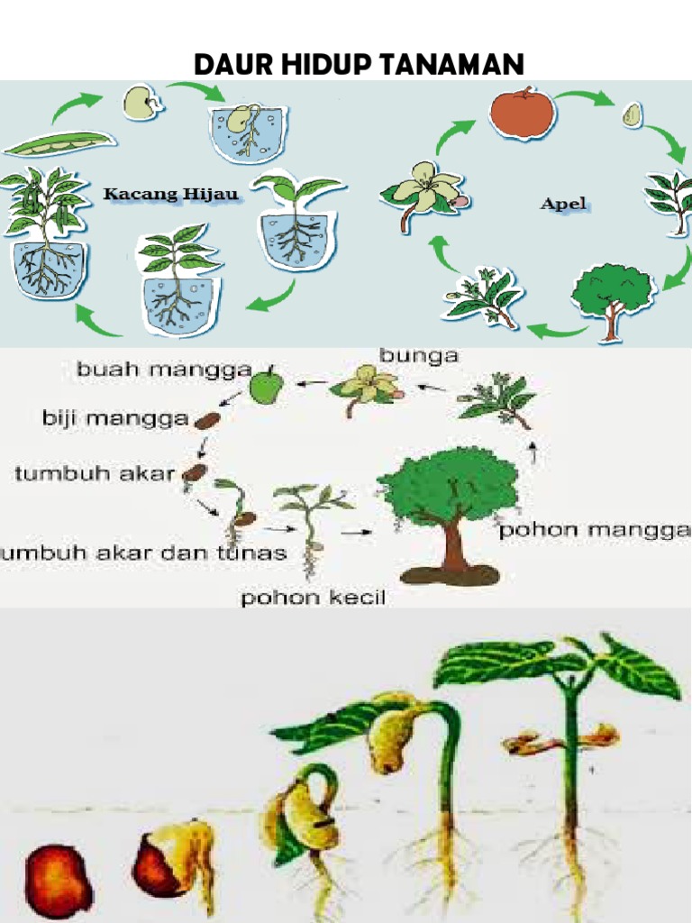 Detail Gambar Daur Hidup Tumbuhan Nomer 14