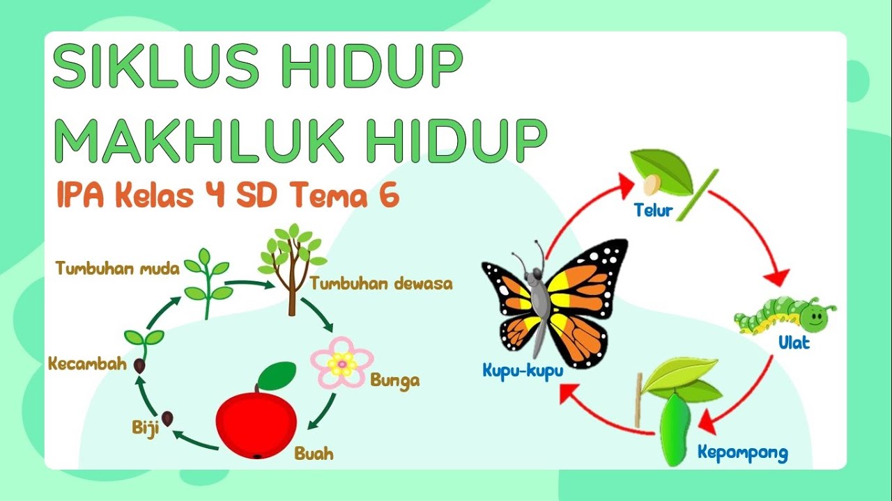 Download Gambar Daur Hidup Tumbuhan Nomer 15