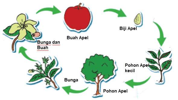 Detail Gambar Daur Hidup Tumbuhan Nomer 18