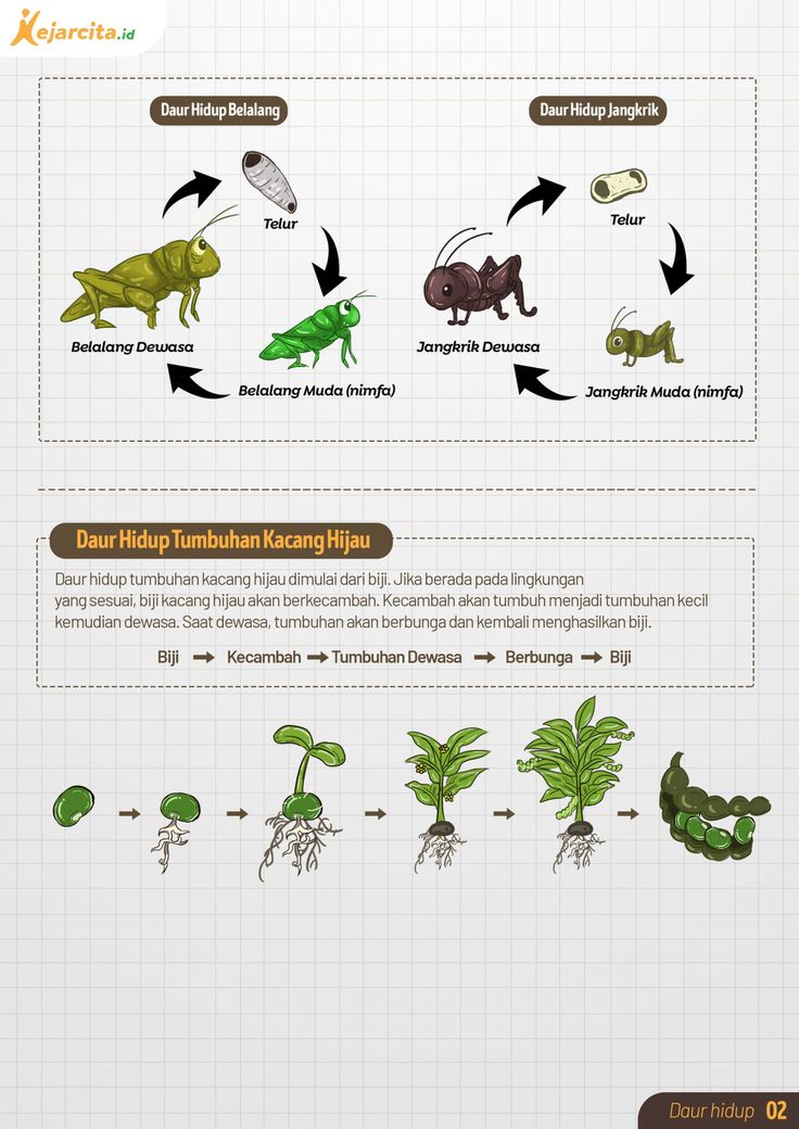 Detail Gambar Daur Hidup Tumbuhan Nomer 21