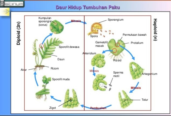 Detail Gambar Daur Hidup Tumbuhan Nomer 24