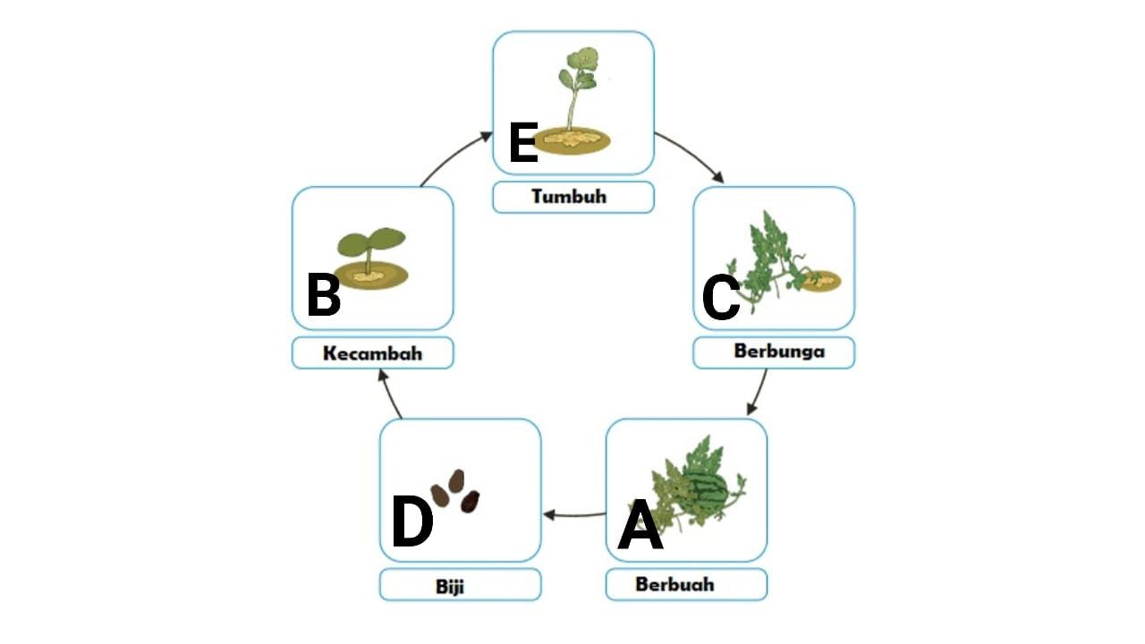 Detail Gambar Daur Hidup Tumbuhan Nomer 4