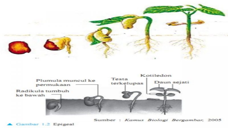 Detail Gambar Daur Hidup Tumbuhan Nomer 30