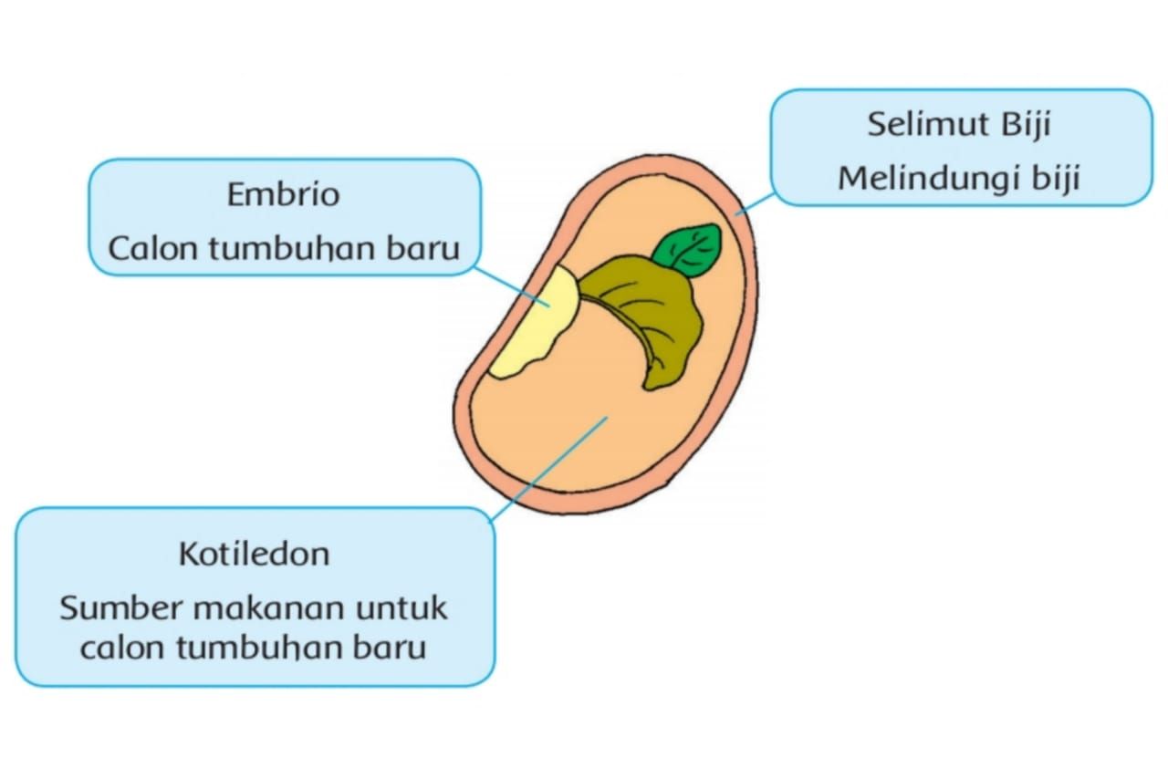 Detail Gambar Daur Hidup Tumbuhan Nomer 34