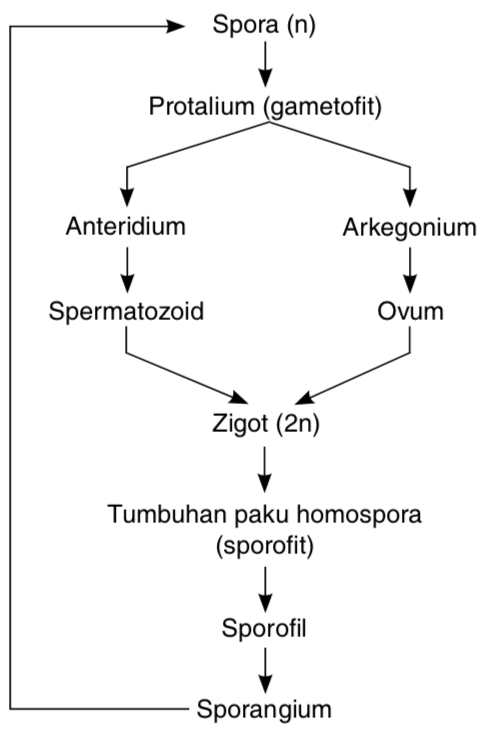 Detail Gambar Daur Hidup Tumbuhan Nomer 37