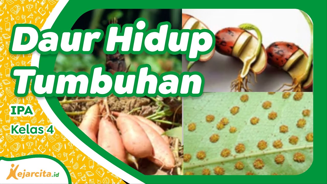 Detail Gambar Daur Hidup Tumbuhan Nomer 47