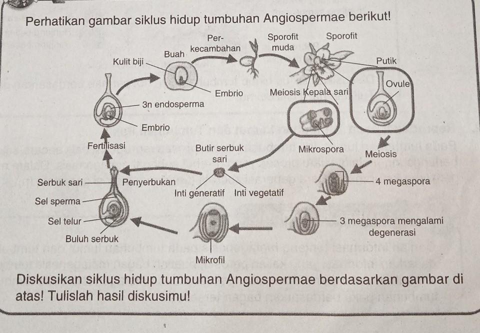 Detail Gambar Daur Hidup Tumbuhan Nomer 48