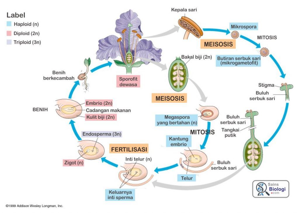Detail Gambar Daur Hidup Tumbuhan Nomer 54