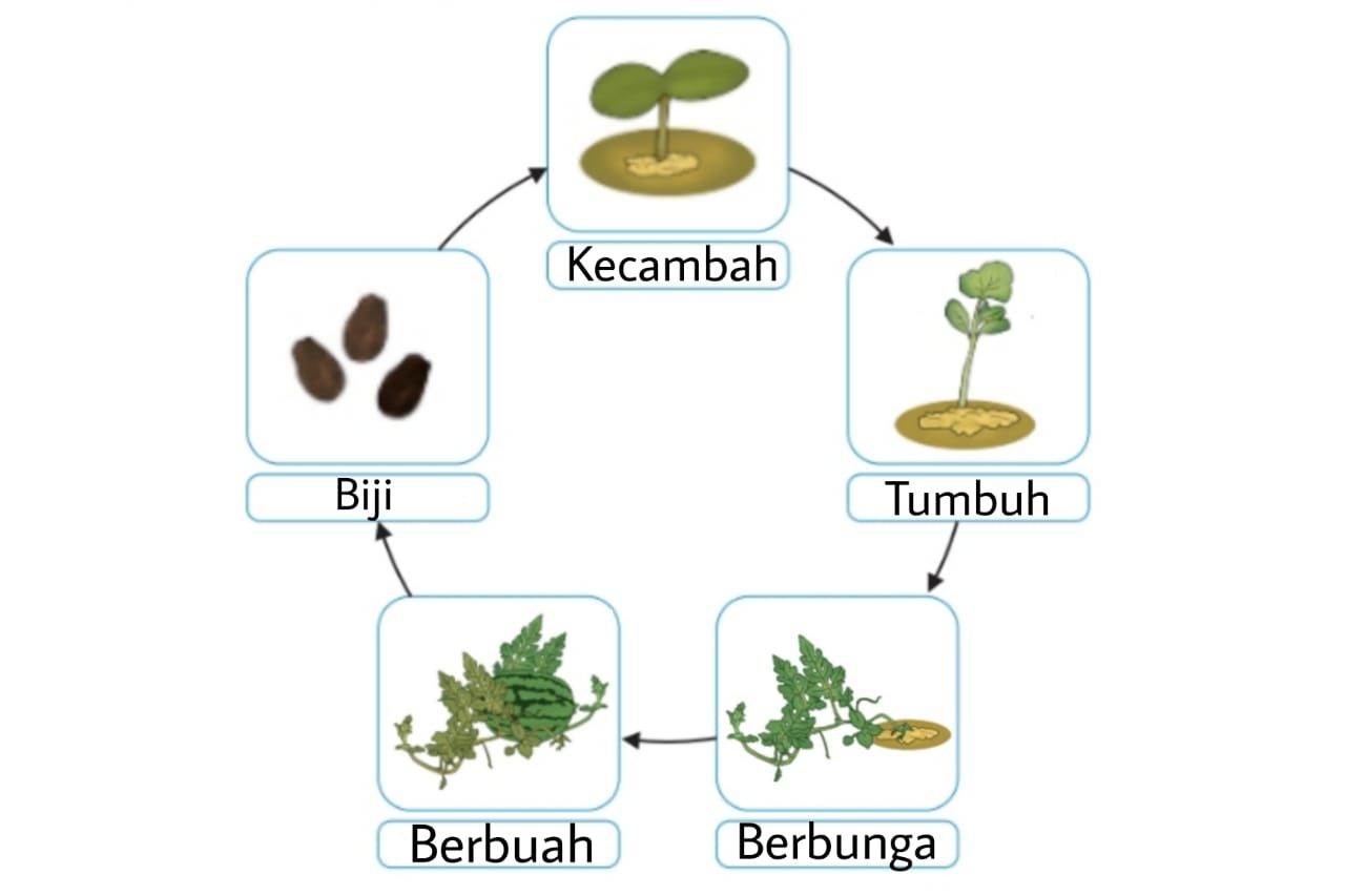 Detail Gambar Daur Hidup Tumbuhan Nomer 7