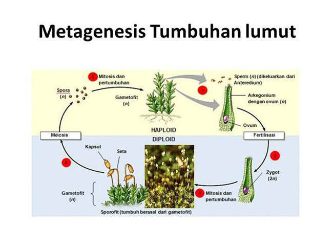 Detail Gambar Daur Hidup Tumbuhan Lumut Nomer 16