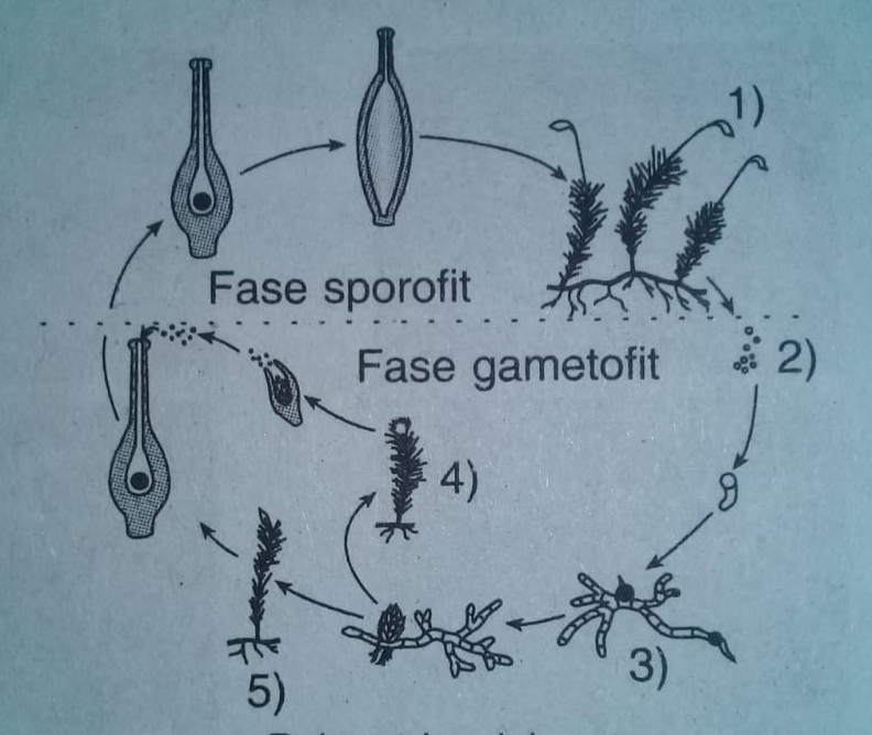 Detail Gambar Daur Hidup Tumbuhan Lumut Nomer 31