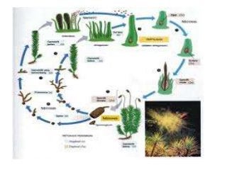 Detail Gambar Daur Hidup Tumbuhan Lumut Nomer 43