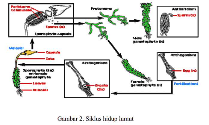 Detail Gambar Daur Hidup Tumbuhan Lumut Nomer 50