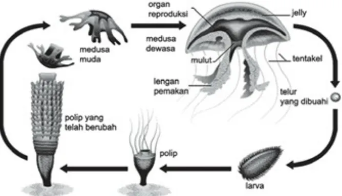 Detail Gambar Daur Hidup Ubur Ubur Nomer 51