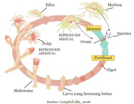 Detail Gambar Daur Hidup Ubur Ubur Nomer 8