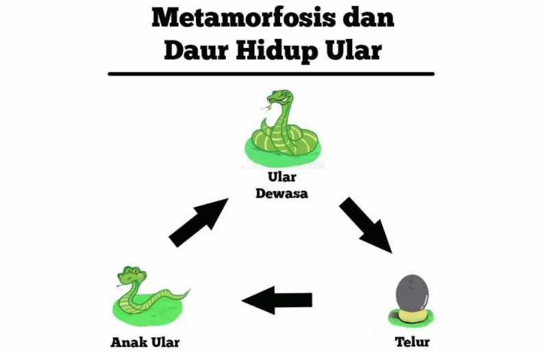 Gambar Daur Hidup Ular - KibrisPDR