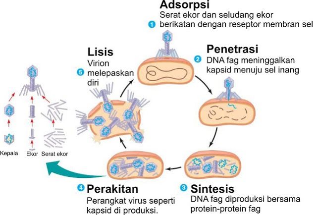 Detail Gambar Daur Hidup Virus Nomer 8