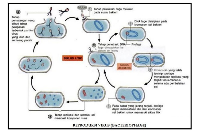 Detail Gambar Daur Hidup Virus Nomer 18
