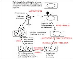 Detail Gambar Daur Hidup Virus Nomer 36