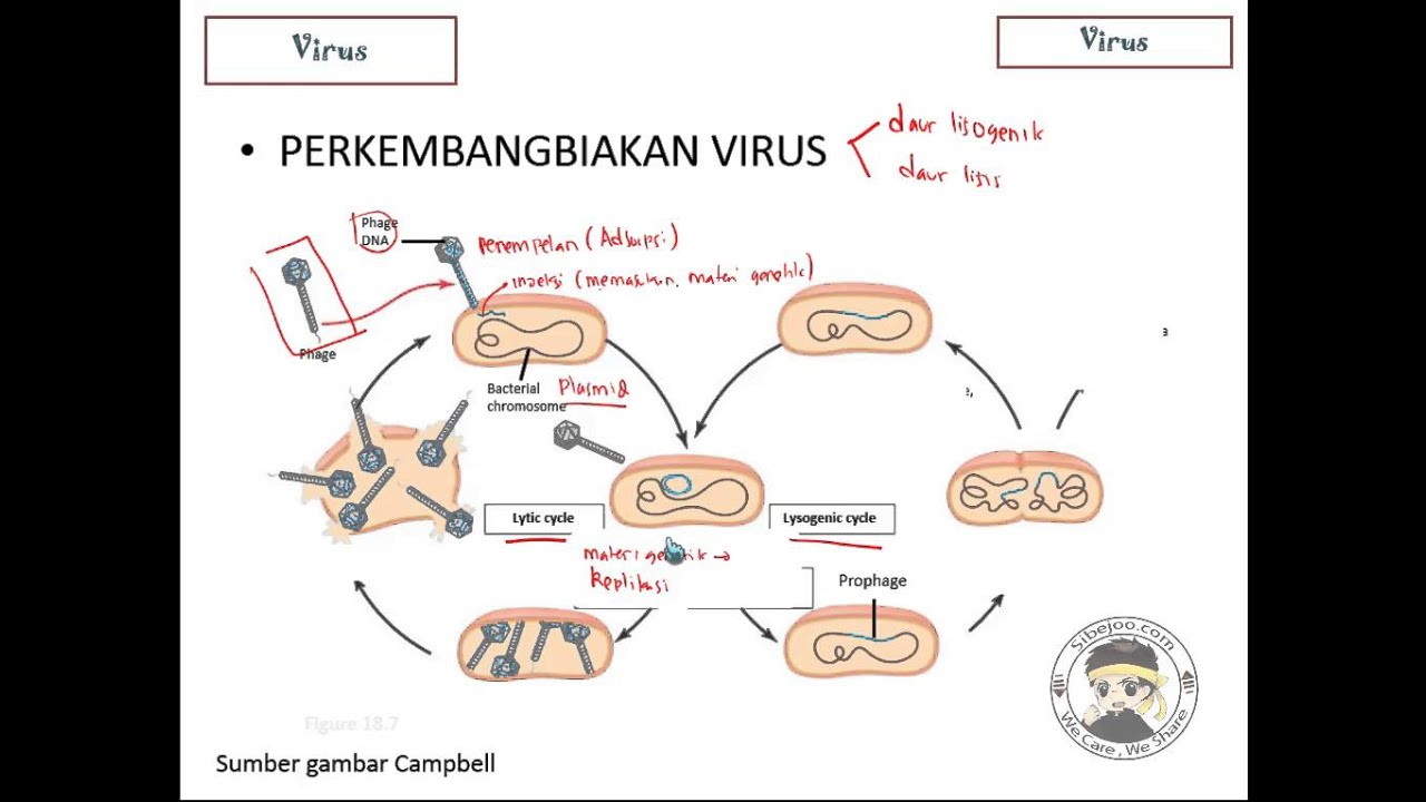 Detail Gambar Daur Hidup Virus Nomer 40