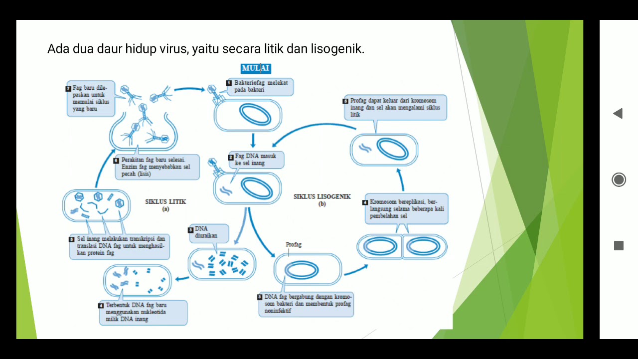 Detail Gambar Daur Hidup Virus Nomer 45