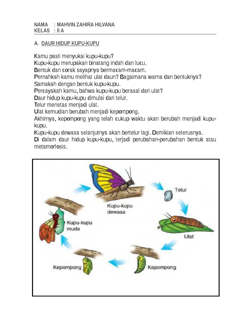 Detail Gambar Daur Kupu Kupu Nomer 19