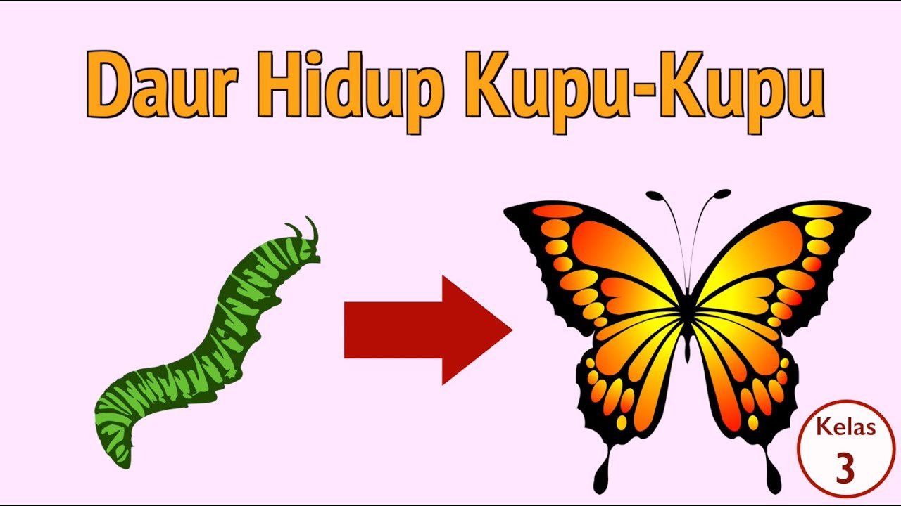 Detail Gambar Daur Kupu Kupu Nomer 28